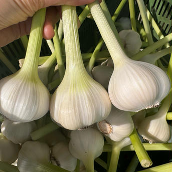 農薬•化学肥料不使用　ニンニク 300g   (6個前後) 野菜/にんにく通販