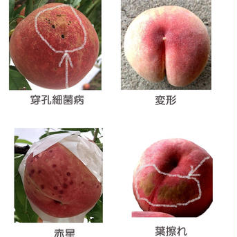 【送料込】最後の一箱 ＜訳あり＞【南アルプスの桃🍑幸茜】２キロ 減農薬/無肥料/除草剤不使用 ２キロ箱(９個前後) 果物/もも通販