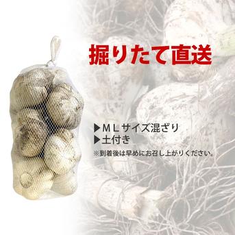 掘りたて！青森県産 生にんにく ＬМサイズ混ざり３kg土付き にんにく農園が育てたこだわりの品質 ３kg※１kg約１０～１５玉 野菜/にんにく通販