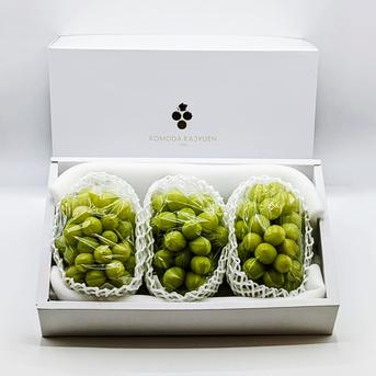 プレミアム贈答】シャインマスカット3房（約500g×3房＝約1.5kg）長野県 