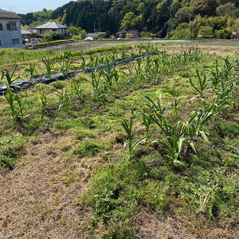アリス農園のジャンボ葉ニンニク 3.0kg 野菜/にんにく通販