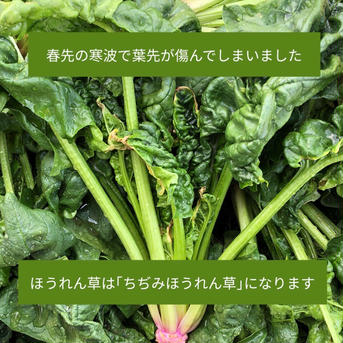 (60サイズ)季節限定の春の味 [信州産] 箱いっぱいの冬越し野菜 60サイズ箱にいっぱい 野菜/野菜セット・詰め合わせ通販