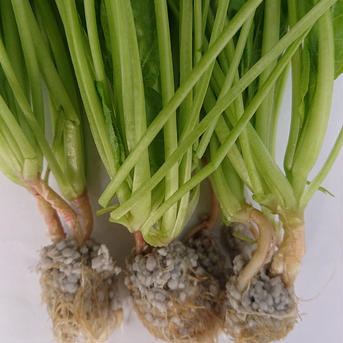 サラダほうれん草 1箱(70g10袋入り) 野菜/ほうれん草通販