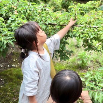 【訳あり　3LーL】黄色　南高梅2.0kg 2.0kg 果物/青梅通販