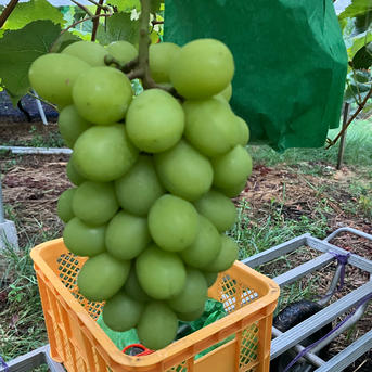 H)岡山県産シャインマスカット8月21日収穫2kg(家庭用) H)岡山県産シャインマスカット8月21日収穫2kg(家庭用) ご家庭用】岡山