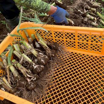 濃厚で甘い！大粒福地ホワイト六片にんにく 200g（農薬・化学肥料不