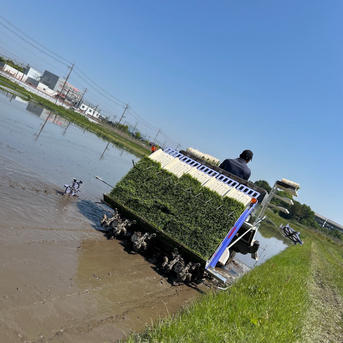 20kg 送料無料!新米白米 令和7年度産 滋賀県産 減農薬栽培 キヌヒカリ