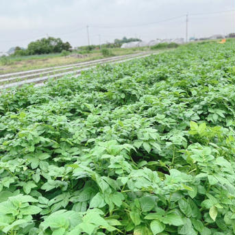 ほれたて最終収穫！新じゃがいもキタアカリ5kg 5kg 野菜/じゃがいも通販