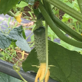 信州伝統野菜　八町きゅうり 約1.8〜1.9キロ 野菜/きゅうり通販