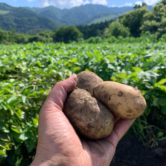 黒ボクで栽培！新じゃが（メークイン）兵庫県但馬産２０kg メークイン20kg 野菜/じゃがいも通販
