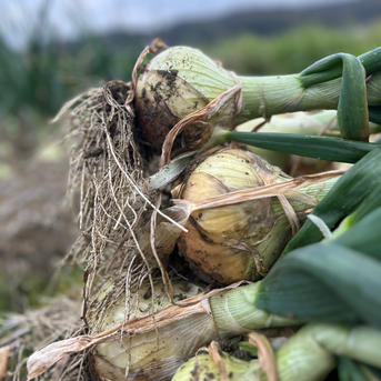 お得なワケあり！淡路島産玉ねぎ 20キロ箱 ｜ 野菜/玉ねぎ 産直アウル