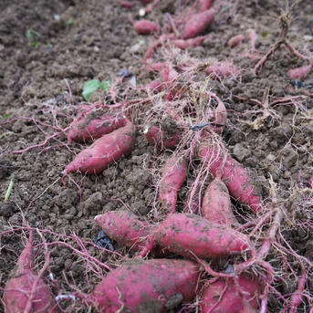 SS～Sサイズ】「特別栽培品」紅はるか3kg（土付き） 1ヶ月超熟成