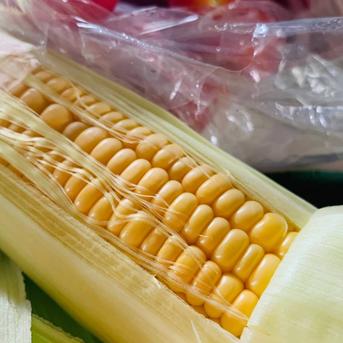 生でも食べられるとうもろこし（ゴールドラッシュ大10本） ｜ 野菜