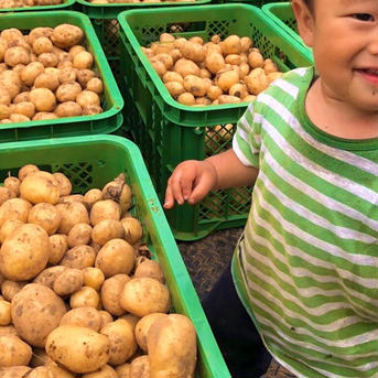 ２Kg”農家の中でも『幻』のじゃがいも！世界一おいしい黄金じゃがいも！【限定販売】毎年即完売！うまい野菜！自然栽培！農薬不使用！無肥料！2周年限定 ２Kgじゃがいも 野菜/じゃがいも通販