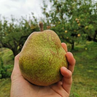 こだわりの秋の味覚をお届け♪　山形県産大玉ラフランス　3kg８~9玉 ラフランス　3kg ４L　8~9玉 果物/梨通販