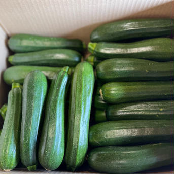 群馬県東吾妻町産【訳あり】ズッキーニ　8kg ズッキーニ　8kg 野菜/ズッキーニ通販