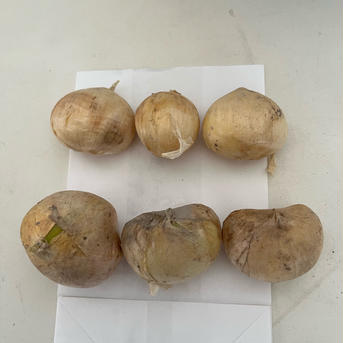ジャンボにんにく　小さめ 当園のジャンボの中で「小さめ」商品 野菜/にんにく通販