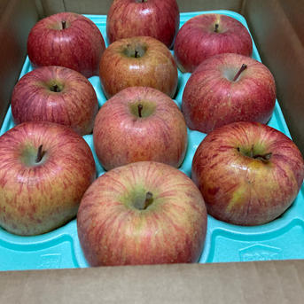 2箱3キロ10-13入×2箱 蜜入りチェック済み！樹上完熟蜜入り葉取らず減