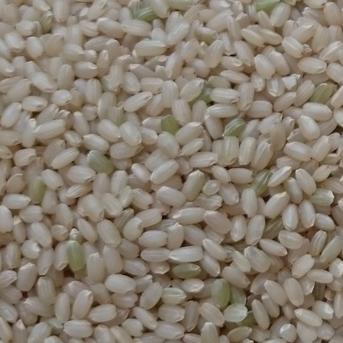 ヒメノモチ白米10kg 水源の町の神主さんのつくったマジメなお米 ｜ 米