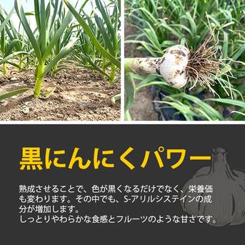 黒にんにく 1kg（500g×2） バラ 青森県産 ※２口配送 熟成黒ニンニク 約3ヶ月分 野菜/野菜の加工品通販