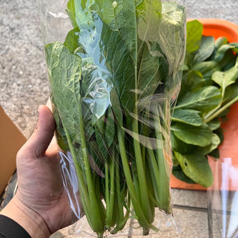 減農薬小松菜 2kg 野菜/小松菜通販