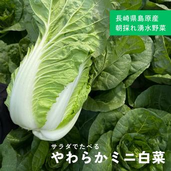 絶品キムチが出来上がる！やわらかミニ白菜 １０～１２玉 野菜/白菜通販