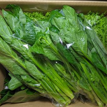 キャベツ、ホウレンソウ、茎立ち、わさび菜 約3.9kg 野菜/野菜セット・詰め合わせ通販