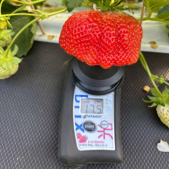 海外セレブ御用達】🍓やみつきリピーター続出🍓累計数十万人が虜になる
