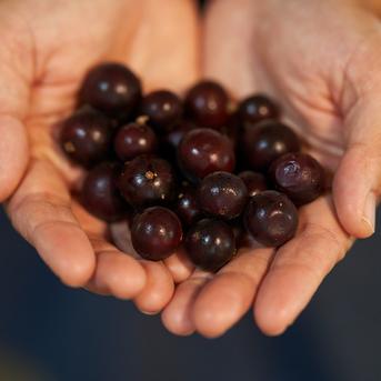 希少果実濃厚な甘み【ジャボチカバ】生でお届けします！ | 果物/その他