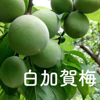 白加賀梅（青梅）６キロ／５月下旬より発送 6kg 果物/青梅通販