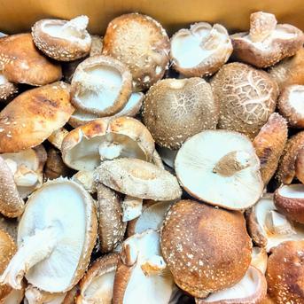 原木しいたけ　業務用にもどうぞ！ 約1.2キロ（60サイズ箱にいっぱい入る量で、天候により重さは変化します） 野菜/きのこ通販