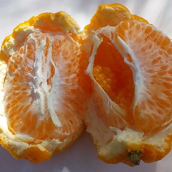 【はるみ晩柑の季節】大玉(150～250)gサイズ[2kg]是非ご賞味下さい「和歌山下津産」常温便 2kg 果物/オレンジ・その他みかん通販