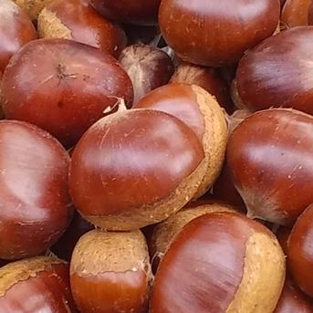 宮崎県産　栗　約10キロ 品種　筑波　b 宮崎県産 栗 約10キロ 品種 筑波 宮崎県産 栗 約2キロ