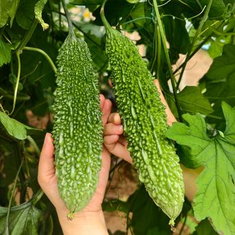 農園直送】採れたて旬の野菜セット（10～13品）｜人気の野菜詰め合わせ