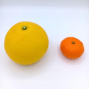 ビッグで上品な甘み『パール柑』【わけあり 8.3～9.3kg】 ｜ 果物