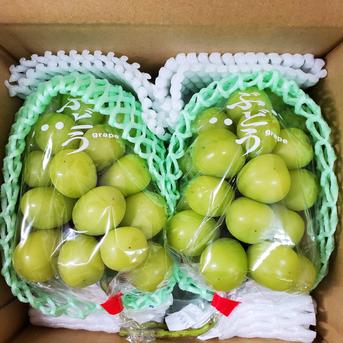 ナガノパープル　約1kg　（2〜3房） 約1kg（2房〜3房） 果物/ぶどう通販