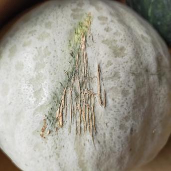 青森県産　かぼちゃ（カット済み）　４種食べ比べ　4㎏以上 カット済み　4kg以上 野菜/かぼちゃ通販