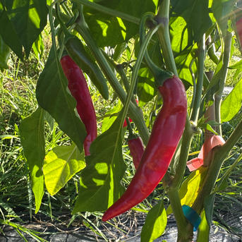和歌山県産】激辛！韓国種 赤唐辛子 10kg | 野菜/スパイス 産直アウル