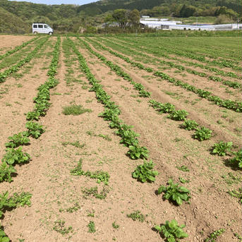 無農薬無化学肥料の大きなメークイン　10kg 10kg　箱込み 野菜/じゃがいも通販