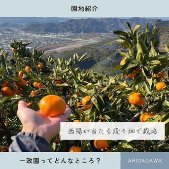予約】【ゆら早生】5キロ 2Sサイズ家庭用 極早生 有田みかん 低