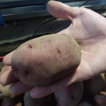 🥔農薬・化学肥料不使用ジャガイモ3種類（キタアカリ・メイクイーン・アンデスレッド）セット3kg🥔 ジャガイモ（キタアカリ・メイクイーン・アンデスレッド）3kg 野菜/じゃがいも通販