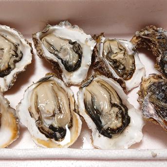 父の日！永幸丸の超新鮮岩牡蠣！特大サイズ400g超え！5kg分 5kg 魚介類/牡蠣通販