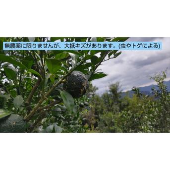宮崎県西米良の青ゆず　有機栽培　無農薬 2kg 果物/香酸柑橘(ライム・レモン等)通販