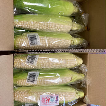 雪の妖精　2Lサイズ　5本セットおまけ１本付き【8月アウルの日限定】 4kg前後 野菜/とうもろこし通販