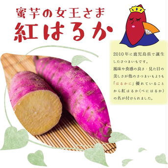 北軽井沢産　身体に美味しい紅はるか　オーガニック　10kg 10kg 野菜/さつまいも通販