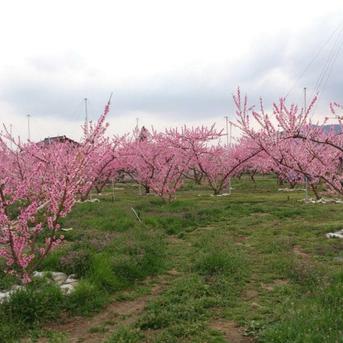 気品ある隠れた名桃幸茜】本場山梨の品種指定キャンペーン爽やかな後味