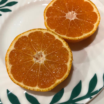 愛媛の早生みかん🍊 6kg 果物/温州みかん通販