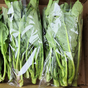 野沢菜のとう立ち菜　※野沢菜発祥の地域、なべくら高原産 1袋250g程度、5袋 野菜/その他野菜通販