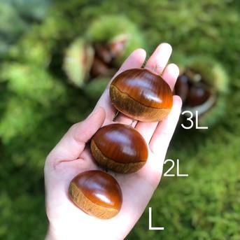 中津川の和栗 3Lから4L 中津川の和栗 3Lから4L 9月24日からご予約順に