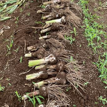 濃厚で甘い！大粒福地ホワイト六片にんにく 200g（農薬・化学肥料不